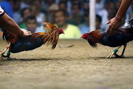 Sabung Ayam Wiki Eng Indonesia